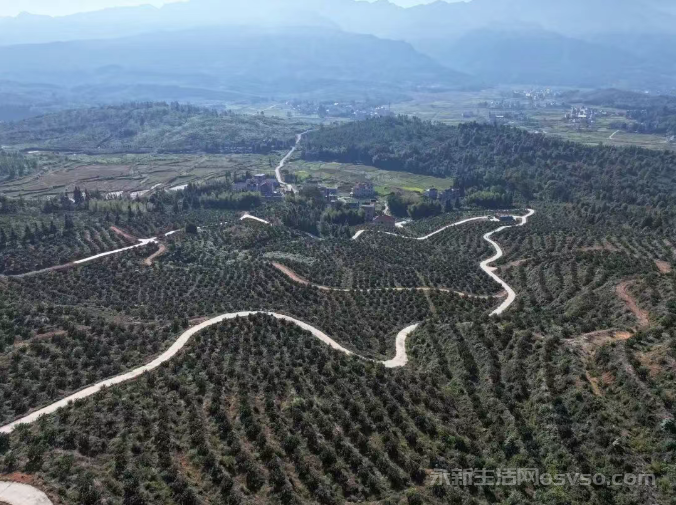 永新:脐橙满枝迎丰收 果农采收正当时