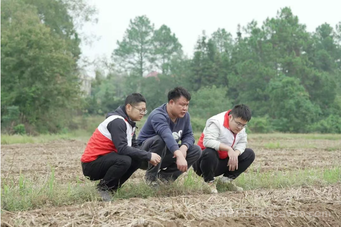 永新：无人机“飞防”助力油菜防寒保产图2