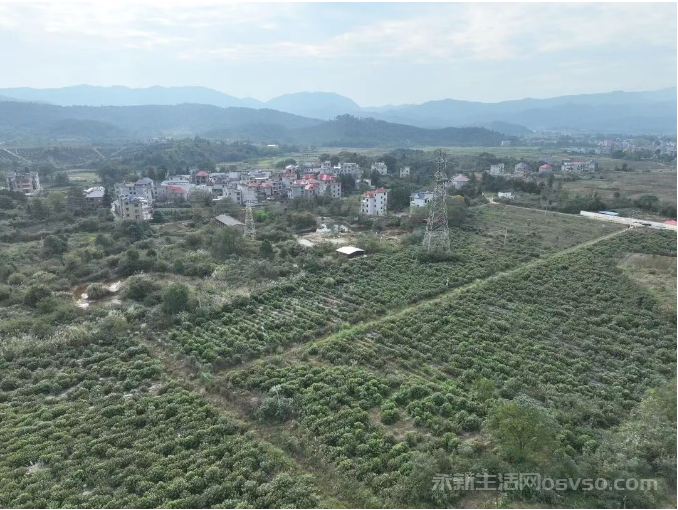 永新县高桥楼镇高桥村60余亩裸花紫珠迎来采收