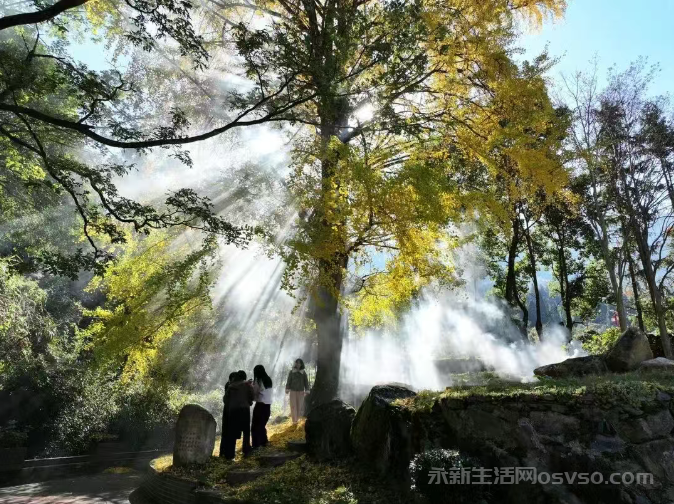 永新县烟阁乡黄竹岭景区：800年古银杏“披金” 冬日美景引客来