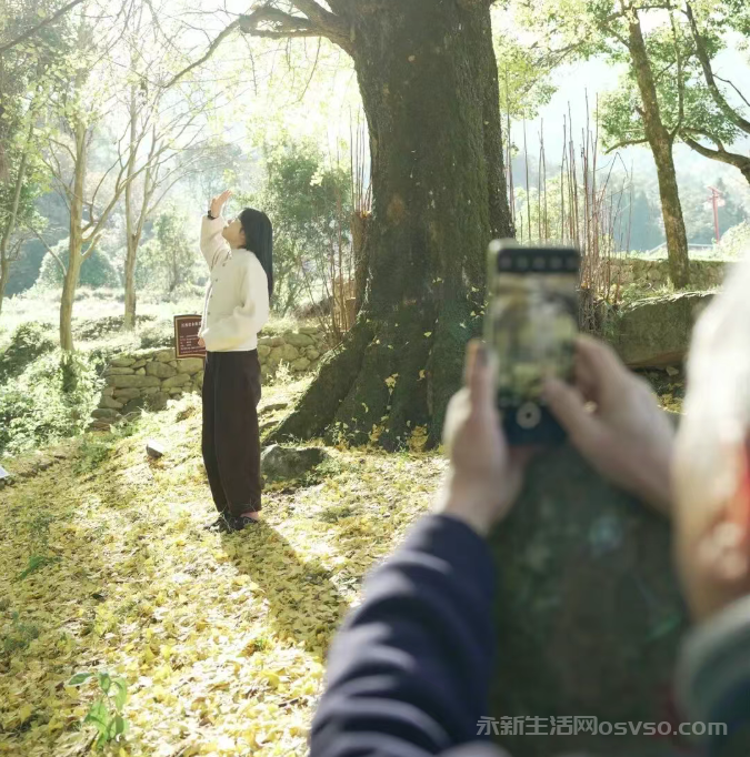 永新县烟阁乡黄竹岭景区:800年古银杏“披金” 冬日美景引客来