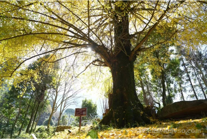 永新县烟阁乡黄竹岭景区:800年古银杏“披金” 冬日美景引客来