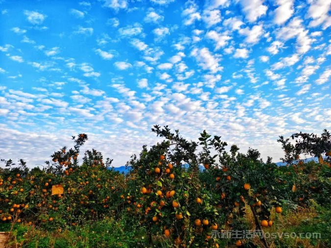 永新县高桥楼镇:脐橙吸引众多游客前来采摘尝鲜