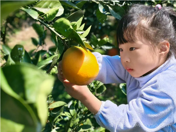 永新县高桥楼镇:脐橙吸引众多游客前来采摘尝鲜