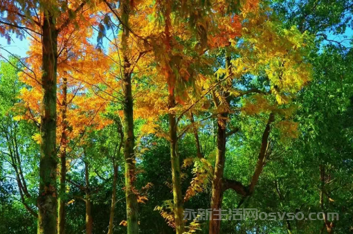 永新：冬色如画