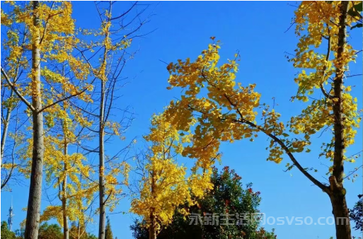 永新：冬色如画图2