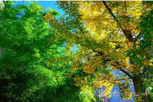 永新：冬色如画图3