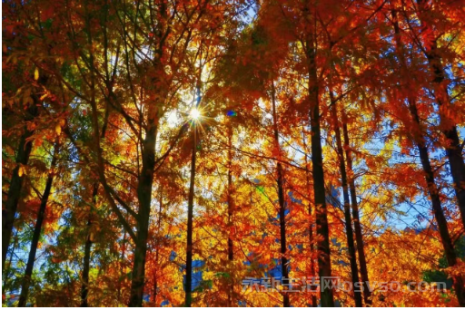 永新：冬色如画