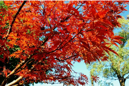 永新：冬色如画