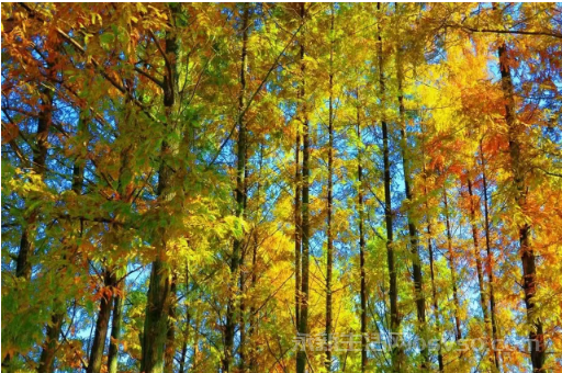 永新：冬色如画