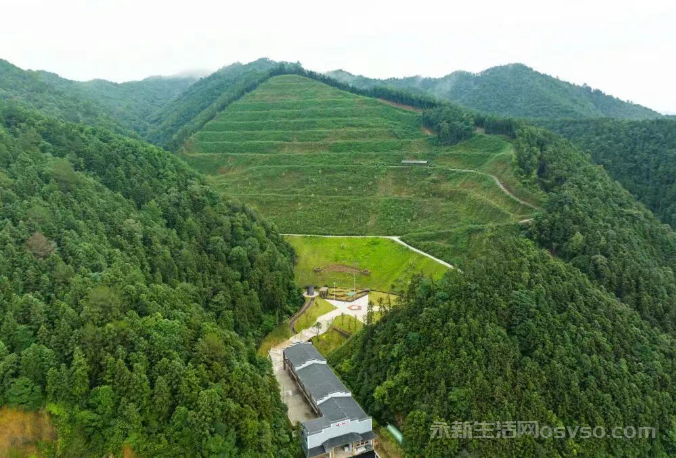 永新:荒山“焕新”记