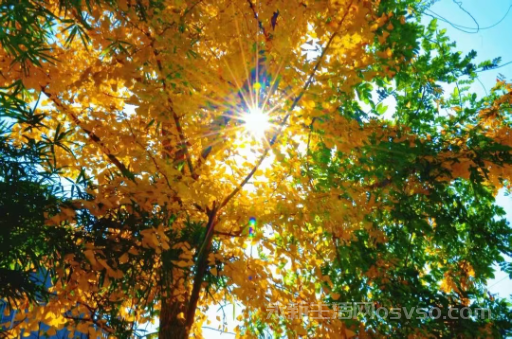 永新：鎏金银杏映冬阳