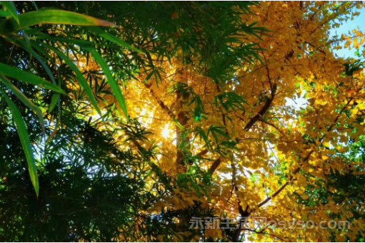 永新：鎏金银杏映冬阳