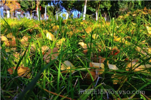 永新：鎏金银杏映冬阳