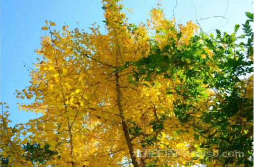 永新：鎏金银杏映冬阳