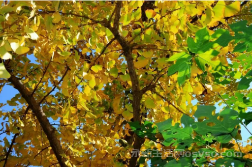 永新：鎏金银杏映冬阳