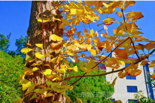 永新：鎏金银杏映冬阳