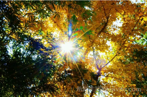 永新：鎏金银杏映冬阳